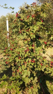 20170713_085429.jpg (170.24 KiB) Osservato 680 volte 20170713_085429.jpg