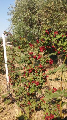 20170713_085530.jpg (189.27 KiB) Osservato 680 volte 20170713_085530.jpg