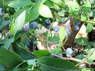 IMG_0353.JPG (129.21 KiB) Osservato 822 volte IMG_0353.JPG