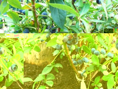 IMG_0356.JPG (153.27 KiB) Osservato 822 volte IMG_0356.JPG