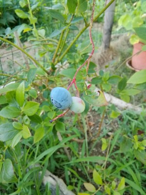 IMG_20170715_192008-1224x1632.jpg (97.3 KiB) Osservato 717 volte IMG_20170715_192008-1224x1632.jpg