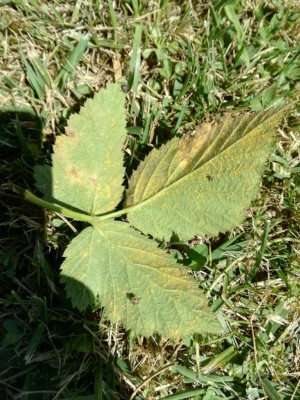 IMG_20170717_114133.jpg (168.1 KiB) Osservato 645 volte IMG_20170717_114133.jpg