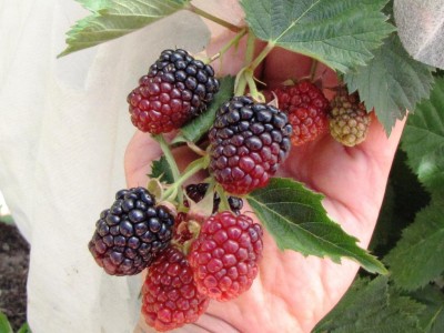 IMG_0377.JPG (103.25 KiB) Osservato 806 volte IMG_0377.JPG