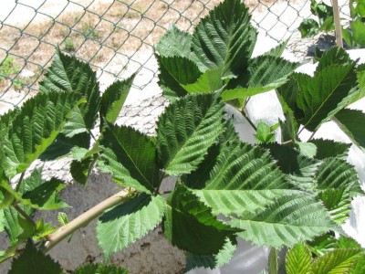 IMG_0378.JPG (156.48 KiB) Osservato 793 volte IMG_0378.JPG