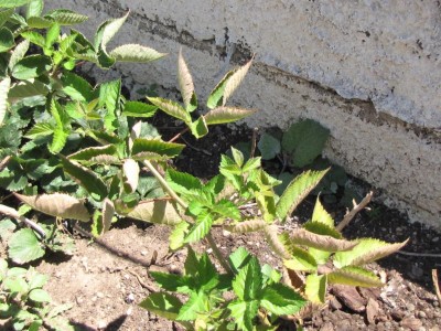 IMG_0374.JPG (169.38 KiB) Osservato 793 volte IMG_0374.JPG