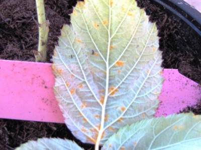 IMG_7053.JPG (98.4 KiB) Osservato 793 volte IMG_7053.JPG