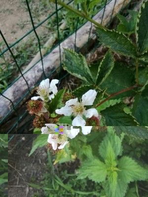 IMG_20170715_192037-1224x1632.jpg (103.3 KiB) Osservato 771 volte IMG_20170715_192037-1224x1632.jpg