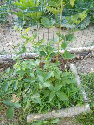 IMG_20170715_191906_1-1224x1632.jpg (187.59 KiB) Osservato 771 volte IMG_20170715_191906_1-1224x1632.jpg