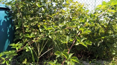 WP_20170718_13_34_38_Pro.jpg (170.72 KiB) Osservato 2586 volte WP_20170718_13_34_38_Pro.jpg