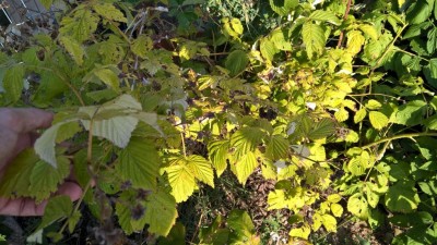 WP_20170719_17_51_38_Pro.jpg (142.69 KiB) Osservato 2533 volte WP_20170719_17_51_38_Pro.jpg