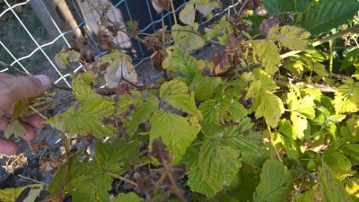 WP_20170719_17_51_47_Pro.jpg (112.42 KiB) Osservato 2533 volte WP_20170719_17_51_47_Pro.jpg