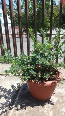 20170713_121226.jpg (131.52 KiB) Osservato 874 volte 20170713_121226.jpg