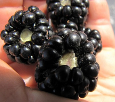 Triple crown / IMG_0498.JPG IMG_0498.JPG