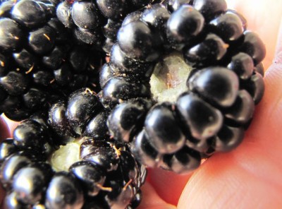 Triple crown / IMG_0495.JPG IMG_0495.JPG