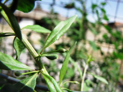 IMG_0505.JPG (77.61 KiB) Osservato 743 volte IMG_0505.JPG