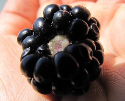 Triple crown / IMG_0512.JPG IMG_0512.JPG