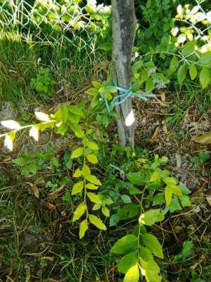 IMG_20170715_192150-1836x2448.jpg (207.7 KiB) Osservato 689 volte IMG_20170715_192150-1836x2448.jpg