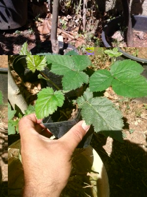 20170615_110241.jpg (132.35 KiB) Osservato 707 volte 20170615_110241.jpg