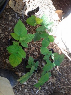 20170615_110307.jpg (131.55 KiB) Osservato 707 volte 20170615_110307.jpg