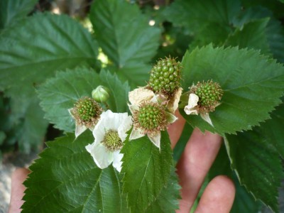 P1030687.JPG (77.9 KiB) Osservato 705 volte P1030687.JPG