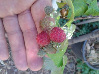 20170615_110148.jpg (82.35 KiB) Osservato 705 volte 20170615_110148.jpg