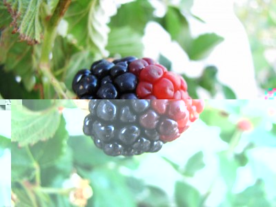 IMG_0527.JPG (62.75 KiB) Osservato 682 volte IMG_0527.JPG