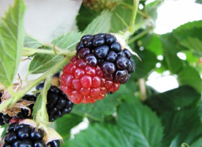 IMG_0528.JPG (79.18 KiB) Osservato 682 volte IMG_0528.JPG