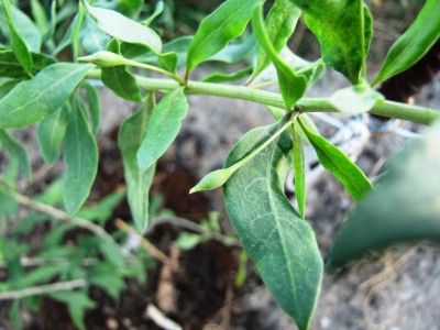 boccioli di Goji Trinacria.jpg (88.2 KiB) Osservato 682 volte boccioli di Goji Trinacria.jpg