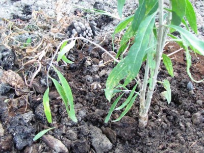 IMG_0518.JPG (179.75 KiB) Osservato 682 volte IMG_0518.JPG