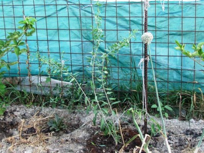 Goji Trinacria 1.jpg (187.84 KiB) Osservato 681 volte Goji Trinacria 1.jpg