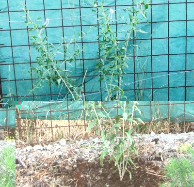 Goji Trinacria 2.jpg (225.47 KiB) Osservato 681 volte Goji Trinacria 2.jpg