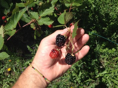 IMG_0238.JPG (126.66 KiB) Osservato 659 volte IMG_0238.JPG