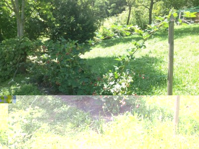 IMG_0241.JPG (211.5 KiB) Osservato 659 volte IMG_0241.JPG