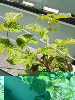 IMG_20170727_132711-1836x2448.jpg (121.98 KiB) Osservato 625 volte IMG_20170727_132711-1836x2448.jpg