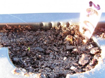 IMG_0601.JPG (124.38 KiB) Osservato 3634 volte IMG_0601.JPG