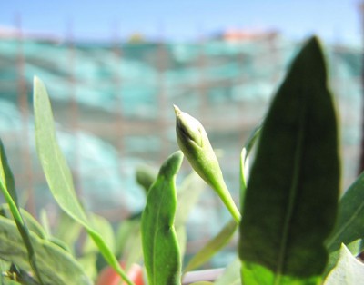 IMG_0606.JPG (53.45 KiB) Osservato 698 volte IMG_0606.JPG