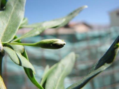 IMG_0607.JPG (49.58 KiB) Osservato 698 volte IMG_0607.JPG