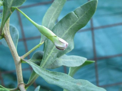 IMG_0636.JPG (66.66 KiB) Osservato 637 volte IMG_0636.JPG