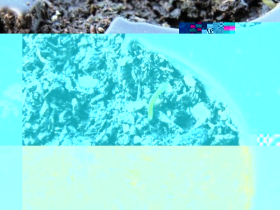 vaccinium myrtillus.jpg (124.62 KiB) Osservato 3584 volte vaccinium myrtillus.jpg