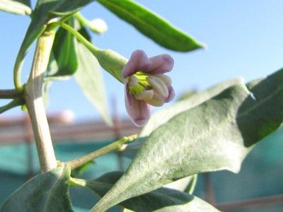 IMG_0642.JPG (65.13 KiB) Osservato 633 volte IMG_0642.JPG