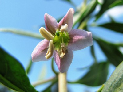 IMG_0660.JPG (58.71 KiB) Osservato 620 volte IMG_0660.JPG