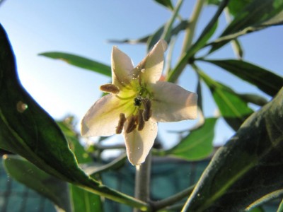 IMG_0668.JPG (62.03 KiB) Osservato 755 volte IMG_0668.JPG