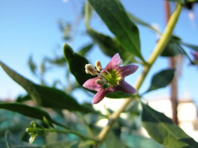 IMG_0661.JPG (58.79 KiB) Osservato 754 volte IMG_0661.JPG