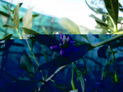 IMG_0662.JPG (72.91 KiB) Osservato 754 volte IMG_0662.JPG