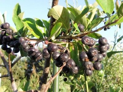 IMG_0678.JPG (134.62 KiB) Osservato 725 volte IMG_0678.JPG