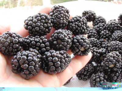 Triple crown.JPG (119.78 KiB) Osservato 702 volte Triple crown.JPG