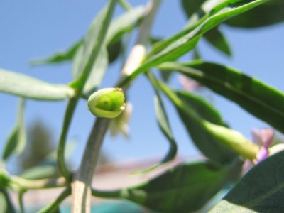 IMG_0713.JPG (52.78 KiB) Osservato 694 volte IMG_0713.JPG