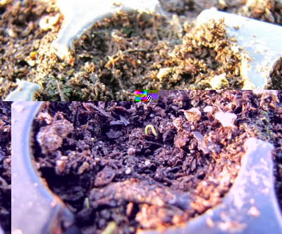 mirtillo2.jpg (158.77 KiB) Osservato 3536 volte mirtillo2.jpg