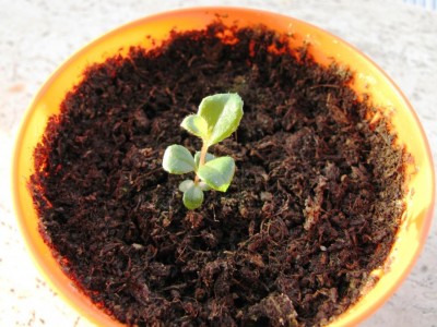 Salal Shallon.JPG (112.77 KiB) Osservato 673 volte Salal Shallon.JPG