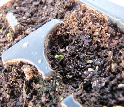 vaccinium myrtillus.jpg (156.82 KiB) Osservato 673 volte vaccinium myrtillus.jpg